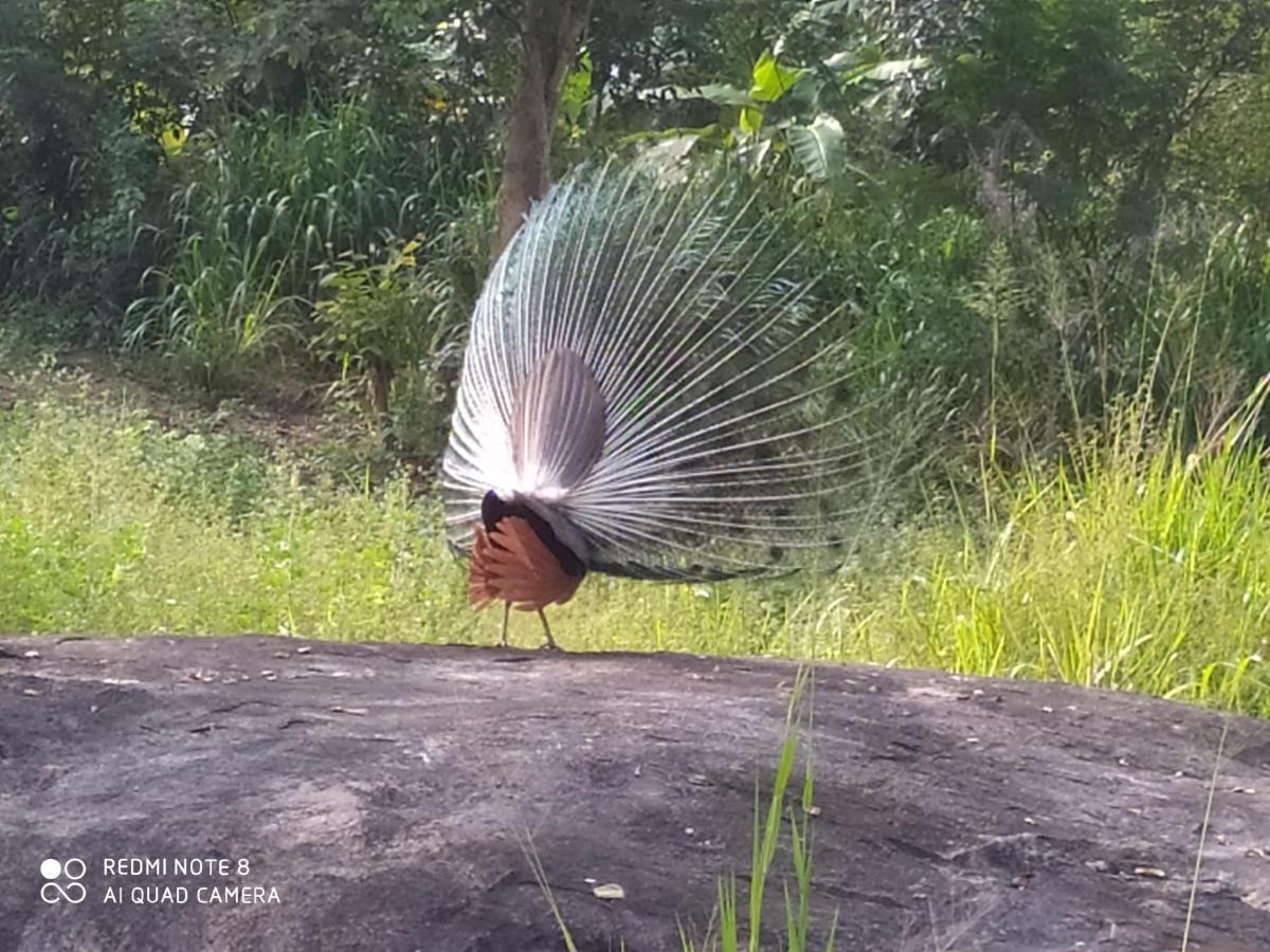 Sigiri Gayani Home Stay Sigiriya Buitenkant foto