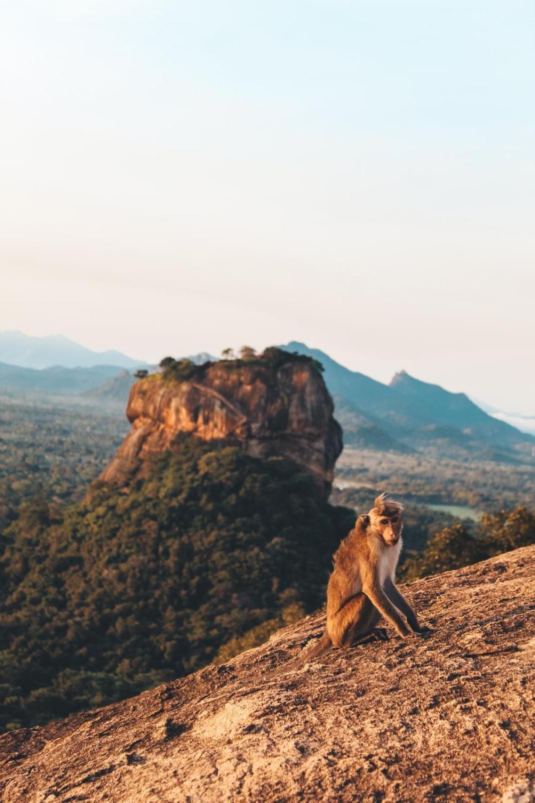 Sigiri Gayani Home Stay Sigiriya Buitenkant foto